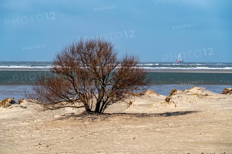 Dune landscape, tree, wind fugitive, in the west of Borkum, island, East Frisia, winter, season, autumn, Lower Saxony, Germany, Europe