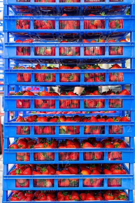 Freshly harvested strawberries, packed in boxes and crates for the consumer, strawberry cultivation in the greenhouse, young strawberry plants grow up, in different stages of ripeness are individually watered by drip irrigation and supplied with nutrients, they grow in a substrate culture in raised beds, near Dormagen, Rhineland, North Rhine-Westphalia, Germany, Europe
