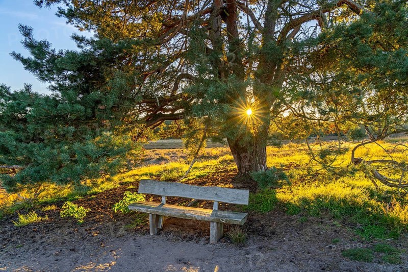 Westruper Heide, in the Hohe Mark Westmünsterland nature park Park, old wooden bench on a tree, near Haltern am See, heather blossom, North Rhine-Westphalia, Germany, Europe