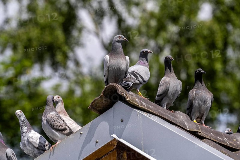 Carrier pigeons, on a pigeon loft, pigeon fancier, Mülheim, North Rhine-Westphalia, Germany, Europe