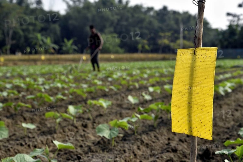Farmer installs a yellow sticky card to control insects in an organic farm in a village in the outskirt of Guwahati in Assam, India on Friday, November 16, 2018