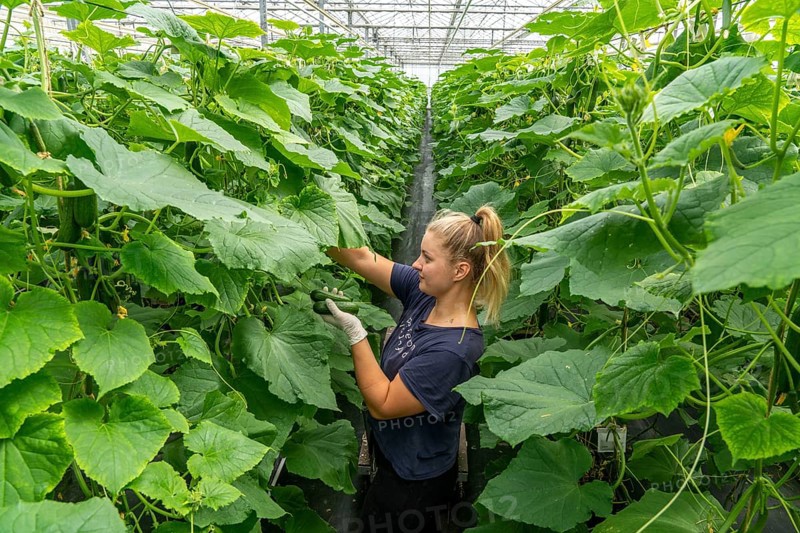 Cultivation of mini cucumbers, snack cucumbers, in a greenhouse, near Straelen, North Rhine-Westphalia, Germany, Harvesting of mini cucumbers, snack cucumbers, in a greenhouse, near Straelen, North Rhine-Westphalia, Germany, Europe
