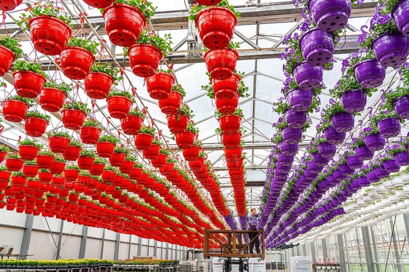 Horticultural business, flower pots, so-called petunia ampel, grow in a greenhouse, under the glass roof, until they have the right growth stage for retail, each pot is watered individually, by drip irrigation, Straelen, North Rhine-Westphalia, Germany, Europe