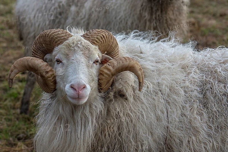 Portrait of a male moorland snook with horn (Ovis aries), Rehna, Mecklenburg-Western Pomerania, Germany, Europe