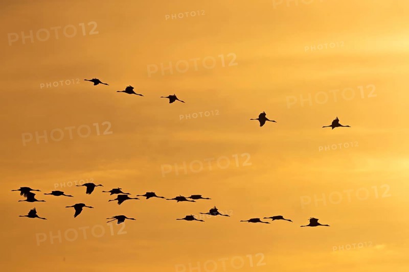 Silhouetten von Vögeln fliegen am orangefarbenen Himmel eines Sonnenuntergangs, Kraniche auf dem Darß