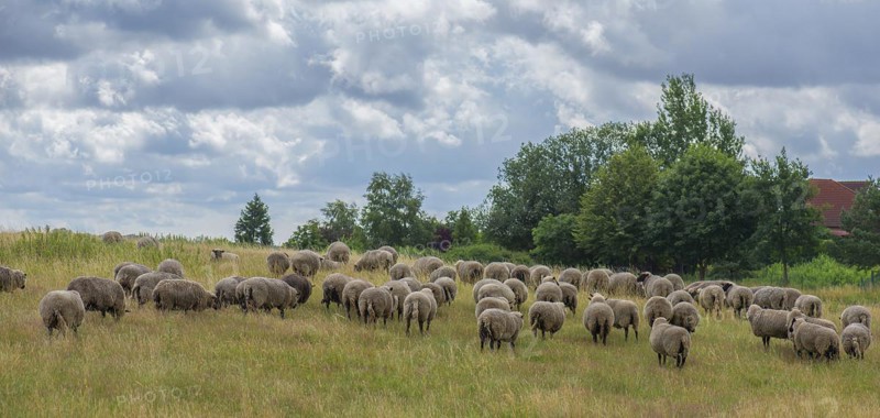 Black-headed domestic sheep (Ovis gmelini aries) grazing in a nature reserve, Mecklenburg-Western Pomerania, Germany, Europe