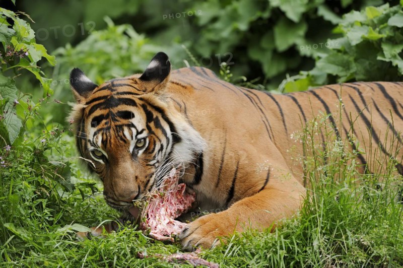 Sumatran tiger (Panthera tigris sumatrae), feeding, captive, occurring on Sumatra, Indonesia, Asia