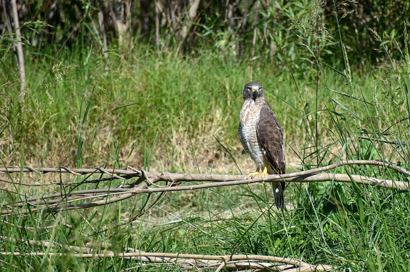 Roadside hawk (Rupornis magnirostris) in the wild, seen in Buenos Aires, Argentina, South America