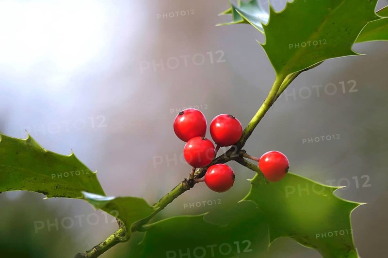 Holly (Ilex aquifolium), February, Germany, Europe
