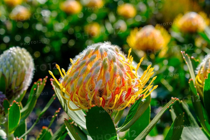 Leucospermum cordifolium (Protea Leucospermum cordifolium), flower, flowering, silver tree plant, Kirstenbosch Botanical Gardens, Cape Town, Cape Town, Western Cape, South Africa, Africa