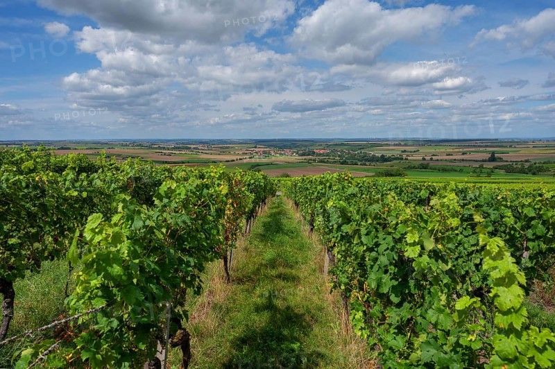 Vineyards with a view of the Lower Franconian wine country, Hüttenbach, Lower Franconia, Bavaria, Germany, Europe