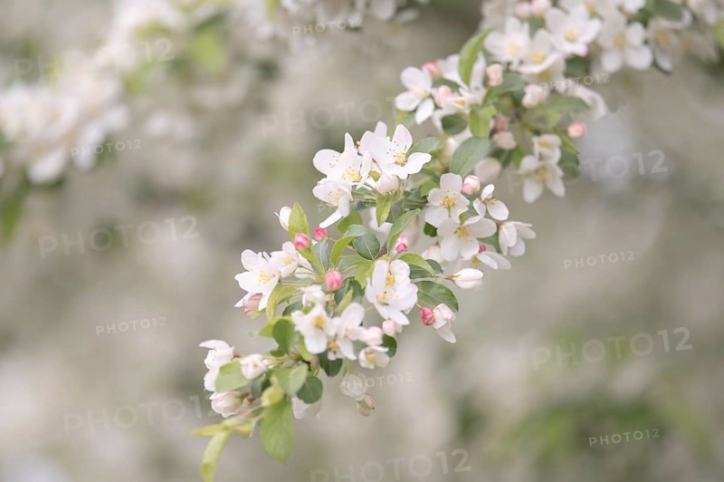 Apple blossom branch with white open flowers and yellow stamens, few closed flowers in pink, green leaves, background light and blurred, Dortmund, Germany, Europe