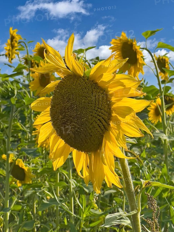 Common sunflower (Helianthus annuus) has flower with yellow petals open in front of blue sky with white clouds forming fresh sunflower seeds growing, Germany, Europe