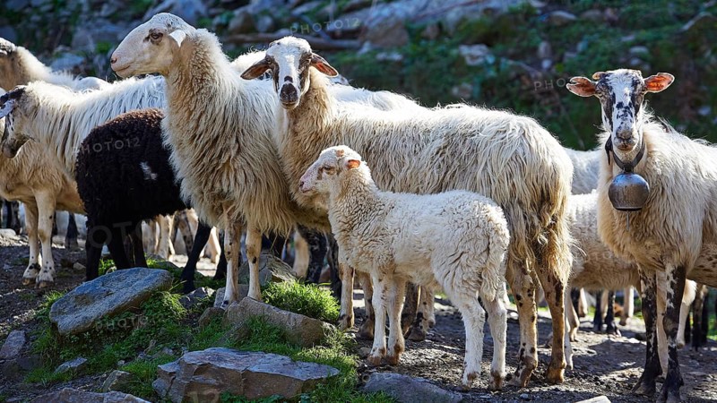 A flock of sheep including a lamb standing on rocky ground, some have bells around their necks, Palea Roumata, Lefka Ori, White Mountains, mountain massif, west, Crete, Greece, Europe