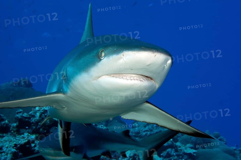 Close-up of Grey reef shark (Carcharhinus amblyrhynchos) swimming towards viewer has mouth slightly open showing teeth, Pacific Ocean