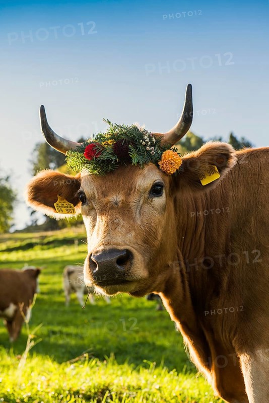 Cow decorated with flowers, cattle drive, Münstertal, Southern Black Forest, Black Forest, Baden-Württemberg, Germany, Europe