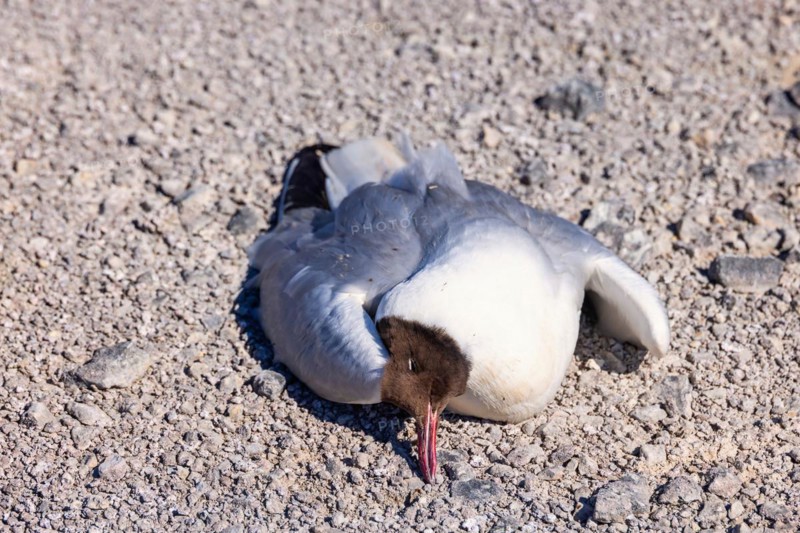 Black-headed gull (Chroicocephalus ridibundus) lying dead on the ground probably due to Avian influenza