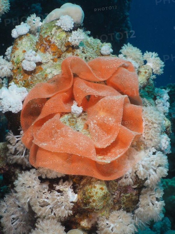 Spawn of Spanish Dancer (Hexabranchus sanguineus), Dive Site House Reef, Mangrove Bay, El Quesir, Red Sea, Egypt, Africa