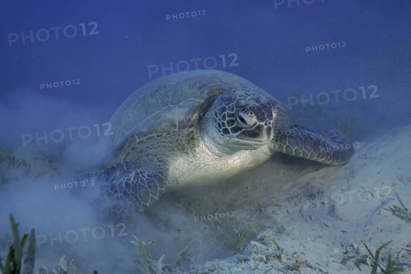 Green turtle (Chelonia mydas) lying on the bottom, stirring up sand, dive site Marsa Shona Reef, Egypt, Red Sea, Africa