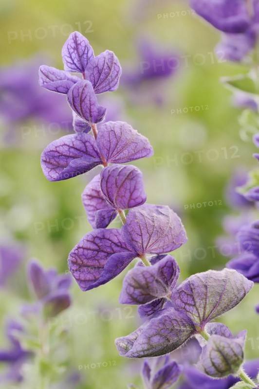 Crested sage (Salvia viridis, Salvia horminum), North Rhine-Westphalia, Germany, Europe