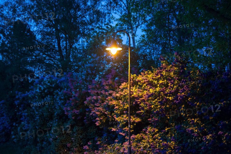 Street lamp, street lighting at night with yellow glow, atmospherically illuminated hedge, violet, purple, white flowering common lilac or common lilac (Syringa vulgaris), in the background sand birch (Betula pendula) or sand birch, silver birch, silver birch or silver birch (Syn.Betula alba) (Betula verrucosa), dandelion, common dandelion (Taraxacum ruderalia), seed head with seeds on umbrella (pappus), umbrella plant, grass, Allertal, Lower Saxony, Germany, Europe