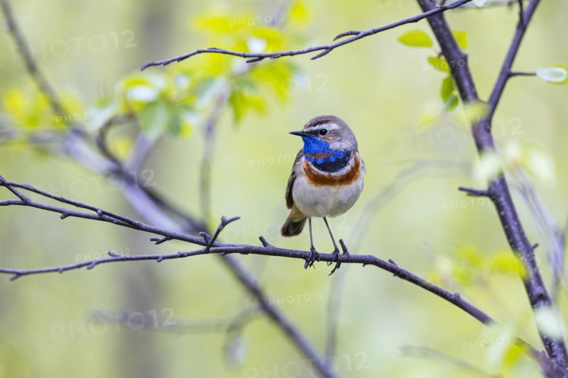 Red-throated Bluethroat or Tundra Bluethroat (Luscinia svecica), adult male sitting on a branch, Varanger, Finnmark, Norway, Europe