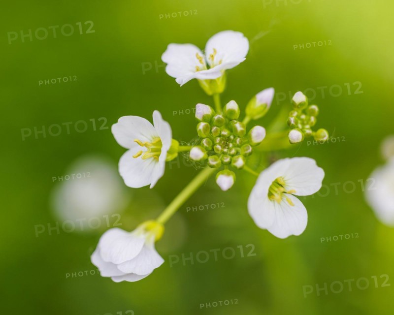 Cuckoo flower (Cardamine pratensis), Germany, Europe