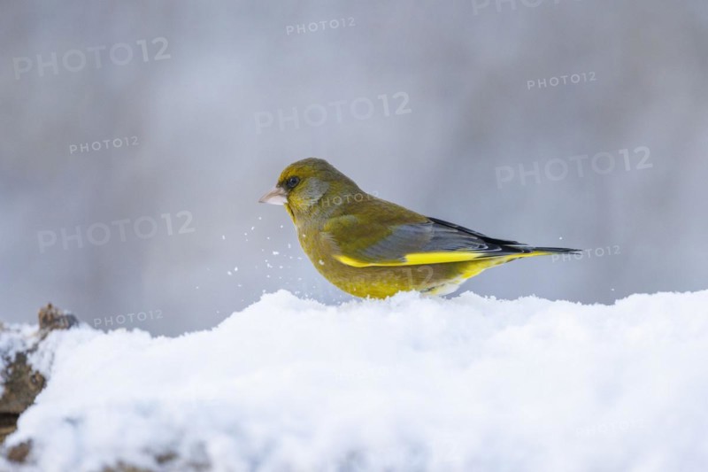 European greenfinch (Chloris chloris), Germany, Europe