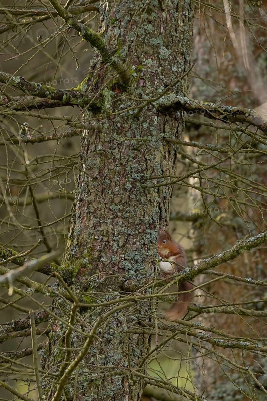 Red squirrel (Sciurus vulgaris) adult animal on a pine tree branch in a forest, Yorkshire, England, United Kingdom, Europe