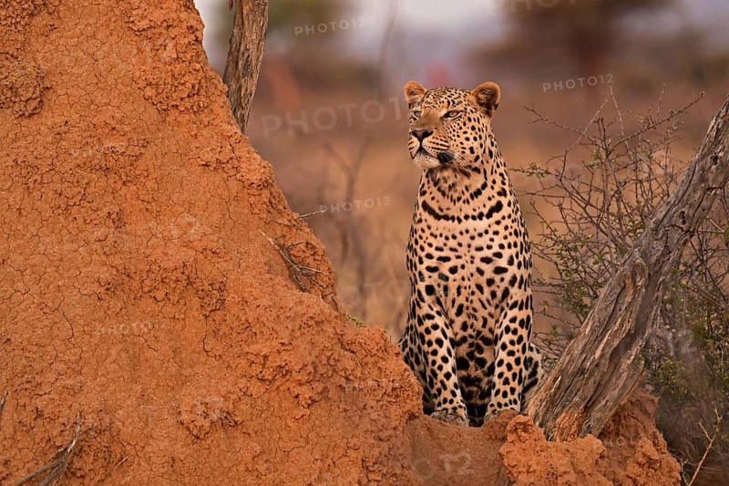 Leopard (Panthera pardus), standing in the soft evening light next to a termite mound, Okonjima Game Farm, Namibia, Africa
