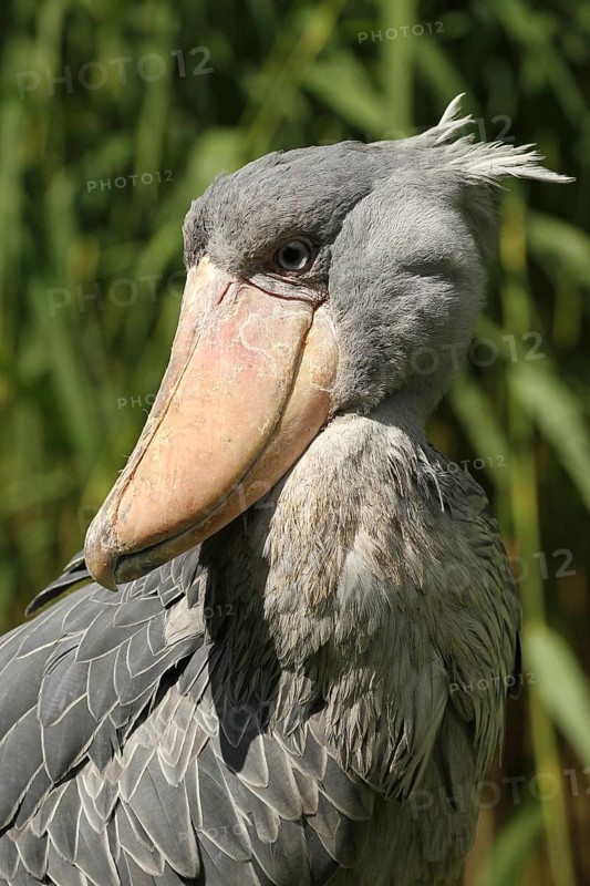 Shoebill (Balaeniceps rex) portrait, Walsrode Bird Park, Lower Saxony, Germany, Europe