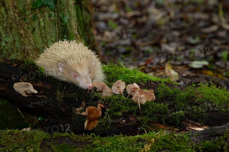 European hedgehog (Erinaceus europaeus) adult albino animal walking over a fallen branch in a woodland, Suffolk, England, United Kingdom, Europe