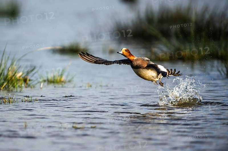 Eurasian Wigeon, (Mareca penelope) male in flight over marshes