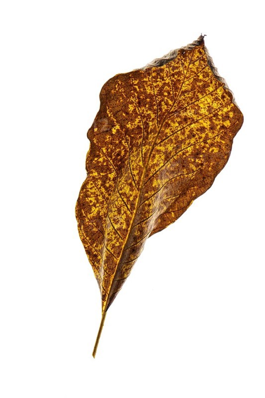 Autumn-coloured leaf of a walnut (Juglans regia), tree, free-standing, Vechta, Lower Saxony, Germany, Europe