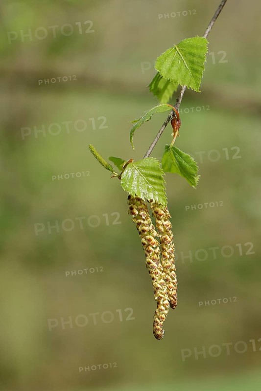 Male and female flowers of a birch (Betula), pollen, allergy, Wilnsdorf, North Rhine-Westphalia, Germany, Europe