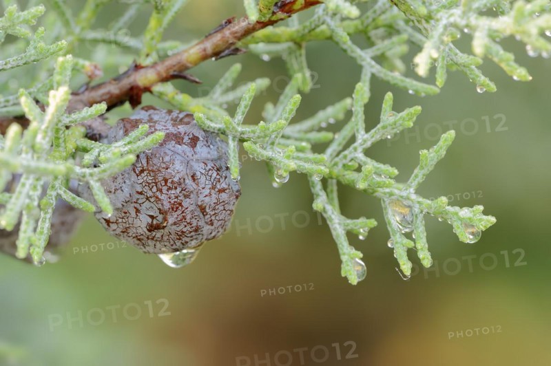 Arizona cypress (Cupressus arizonica), cones, ornamental tree, North Rhine-Westphalia, Germany, Europe