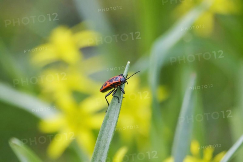 Fire bug, March, Germany, Europe