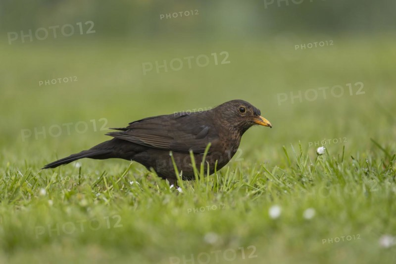European blackbird (Turdus merula) adult female bird on a garden grass lawn, England, United Kingdom, Europe