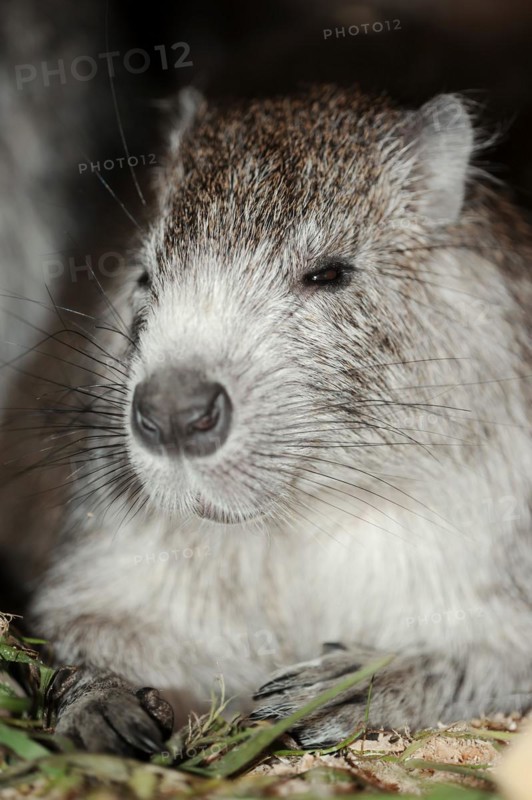 Desmarest's hutia (Capromys pilorides), captive, occurring in Cuba