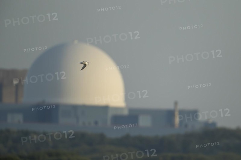 Sandwich tern (Thalasseus sandvicensis) adult bird in flight carrying a fish in its beak with Sizewell B nuclear power station in the background, RSPB Minsmere nature reserve, Suffolk, England, United Kingdom, Europe