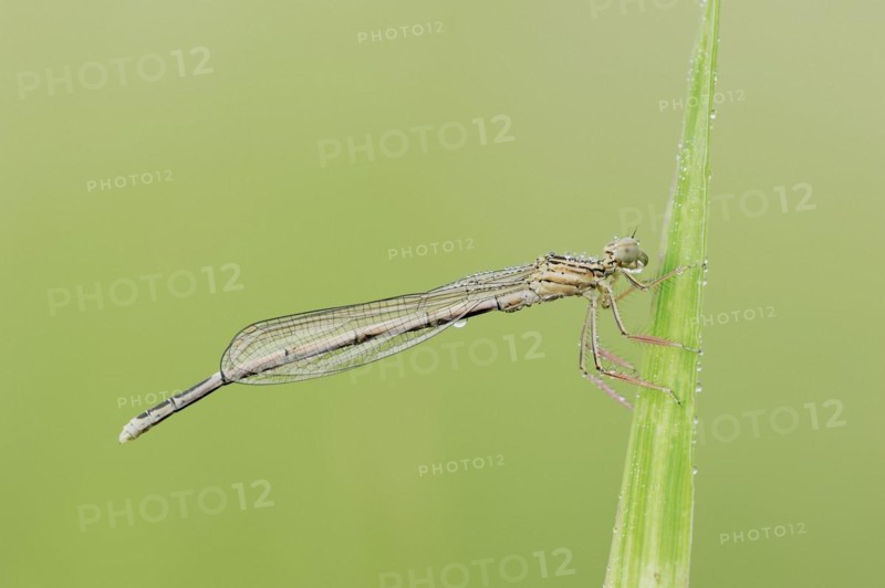 White-legged damselfly (Platycnemis pennipes), female, North Rhine-Westphalia, Germany, Europe