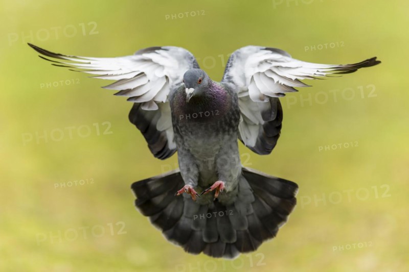 City dove (Columba livia forma domestica) in flight, wildlife, Germany, Europe