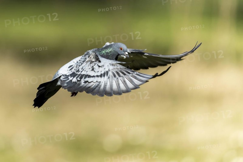 City dove (Columba livia forma domestica) in flight, wildlife, Germany, Europe