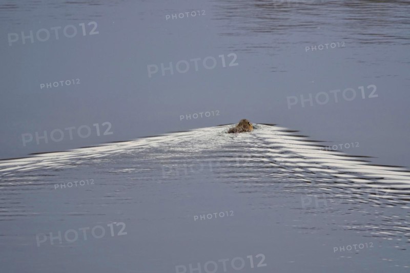 Nutria in a lake, March, Saxony, Germany, Europe