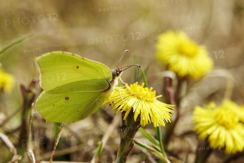 Lemon butterfly on coltsfoot, March, Germany, Europe