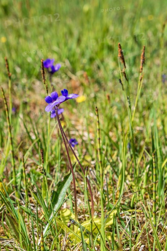 Flowering Butterwort (Pinguicula vulgaris) on a wet meadow in the summer