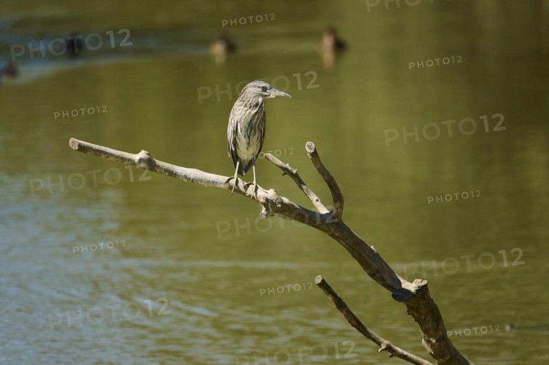 Black-crowned night heron (Nycticorax nycticorax) youngster sitting on a branch at the water, Camargue, France, Europe