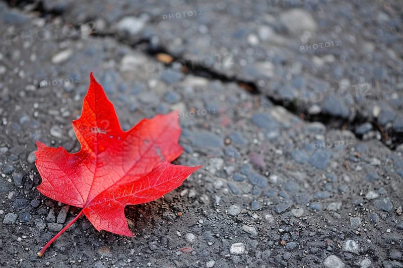 Single bright red maple autumn leaf on road. Generative Ai, AI generated