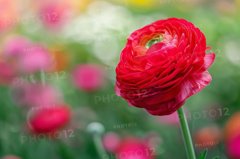 Ingle red Ranunculus flower on blurry background with copy space. KI generiert, generiert, AI generated