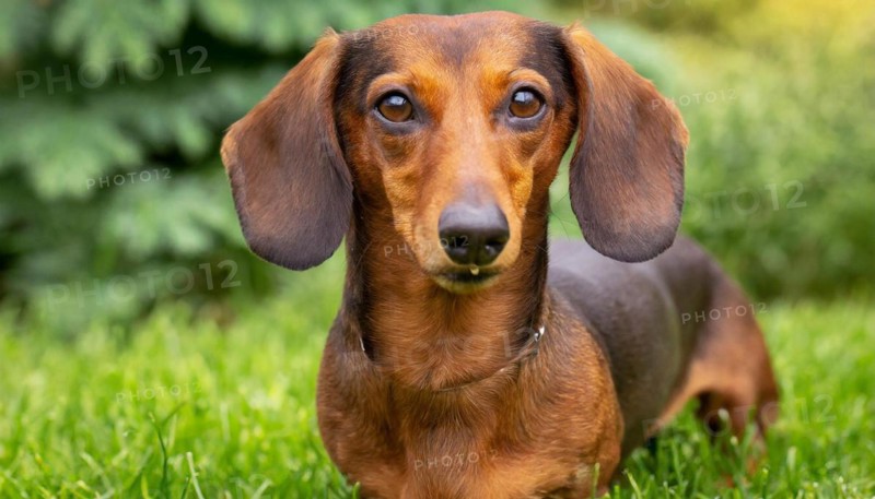 Pets, dog, portrait of his dachshund, AI-generated, AI generated